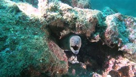 Moray_eel