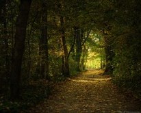 Autumn walk