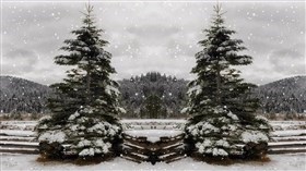 Snow Trees