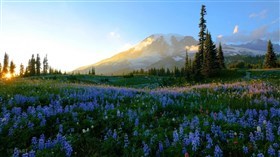 Wild Flowers Mount Rainier