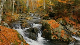 Forest River fr