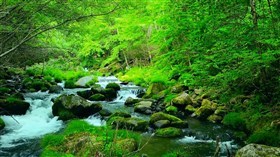 Forest Green
