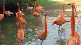 Flamingos