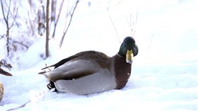 Snow Duck