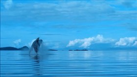 Whale Diving