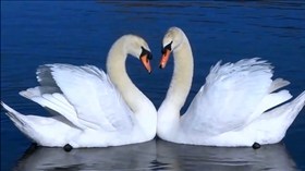 Swan Song