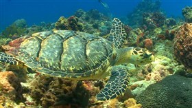 Sea Turtle in HD