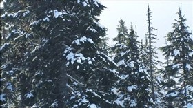 Christmas Snow