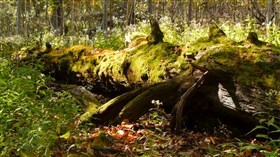 Forest Moss