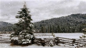 Holiday Snow
