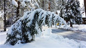 Droopy Christmas Tree