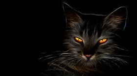 Black Cat