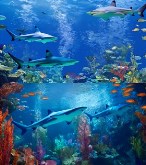 Shark Fun