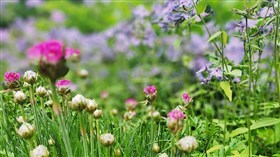Colorful Garden