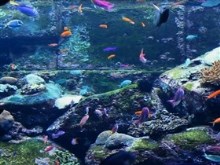 my rock aquarium
