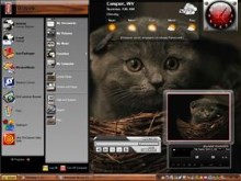 cat