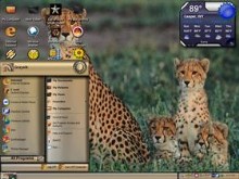 cheetahs family say cheese
