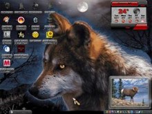 wolf in  Paradise
