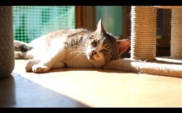 Resting cat