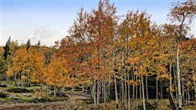 Colorado Aspen