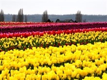 Mount Vernon Tulip Festival