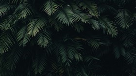 Dark Green Leaves