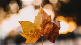 Maple Leaf