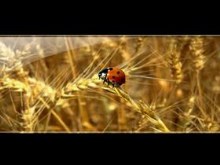 Vista Bug Wide Screen Pack